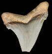 Serrated, Angustidens Tooth - Megalodon Ancestor #46833-1